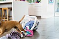 Hund der über einen Wäschekorb in der Küche springt